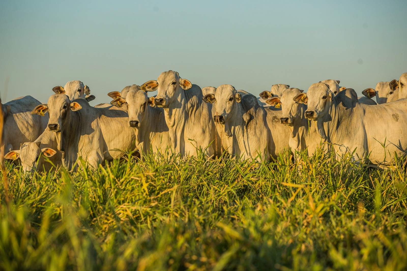Nossa revolução verde foi mais verde - Athenagro
